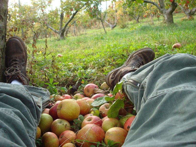 ecoute-les-pommes-tomber